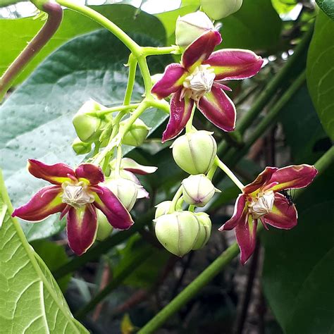 Mondia .